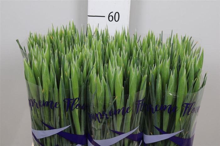 <h4>Iris Apollo</h4>