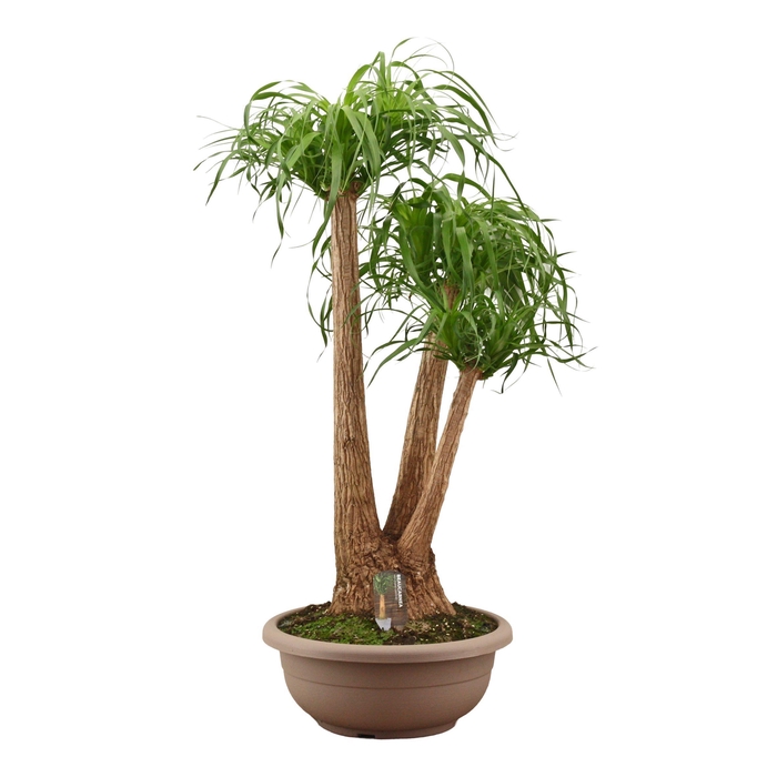 <h4>Beaucarnea vertakt compact in 45 cm schaal</h4>