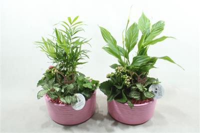 <h4>SC03 LOES PINK</h4>