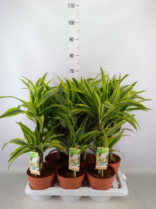 <h4>Dracaena fr de 'LemonLime'</h4>