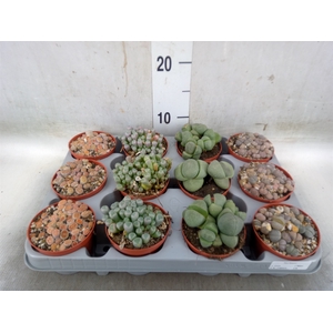 Lithops spp.