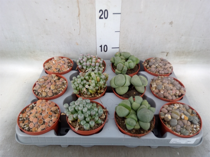<h4>Lithops spp.</h4>