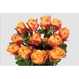 Rosa ec silantoi