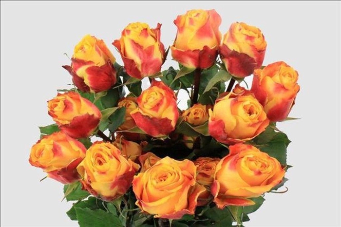 <h4>Rosa ec silantoi</h4>