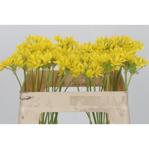 Allium Moly Jeannine
