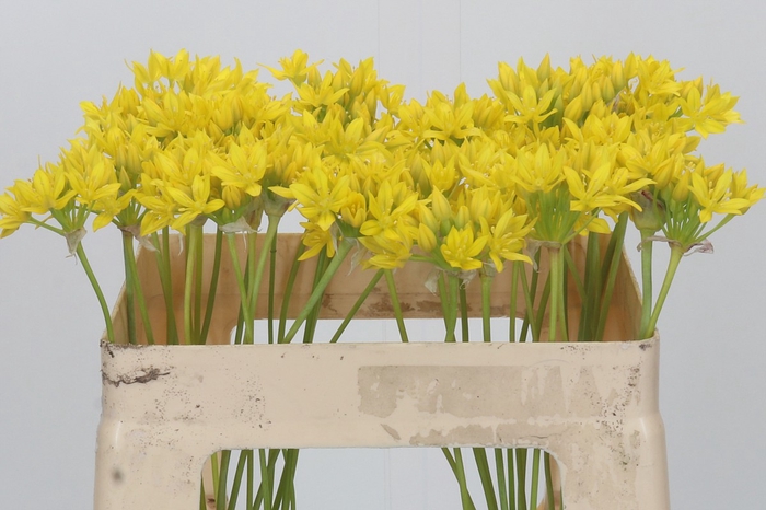 <h4>Allium Moly Jeannine</h4>