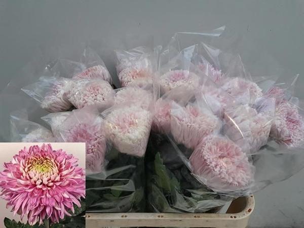 <h4>CHR G HOLIDAY</h4>