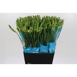 Ornithogalum Mount Fuji