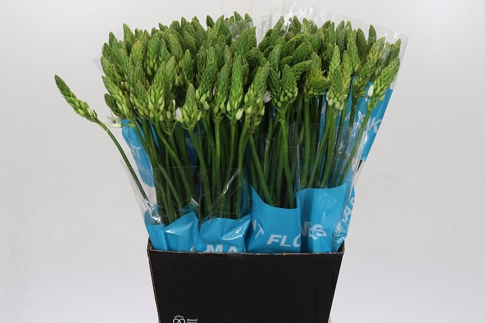 <h4>Ornithogalum Mount Fuji</h4>