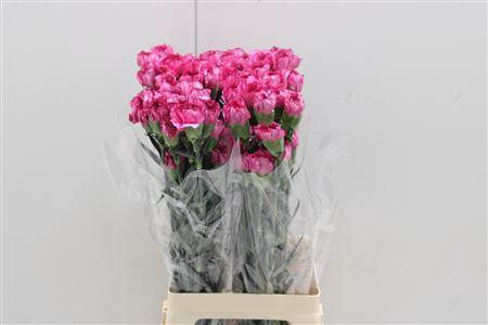 <h4>Di St Amico Lavender</h4>