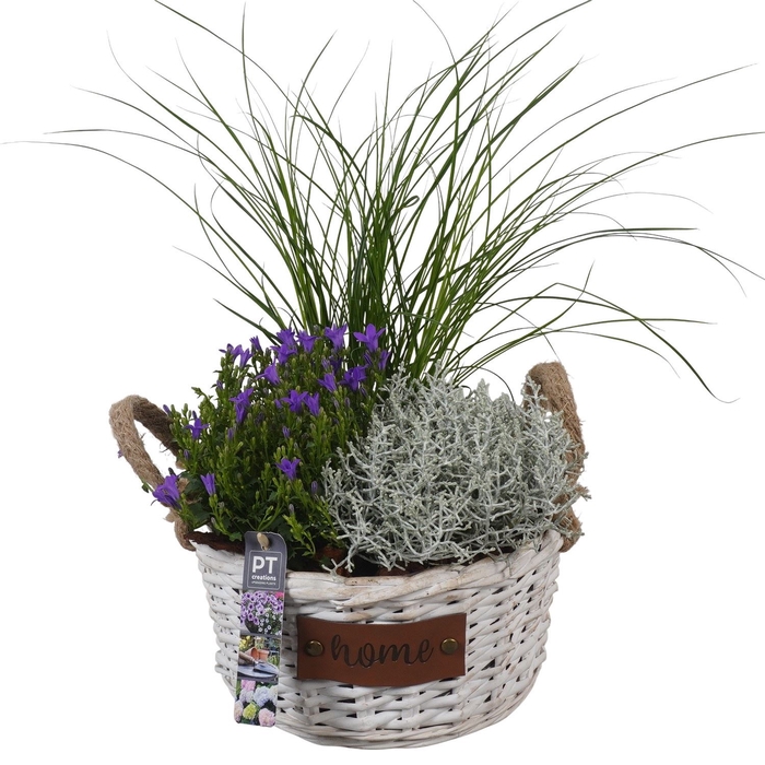 <h4>Arr.   Tuinplanten L%</h4>