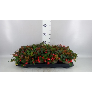 Gaultheria proc. 'Ciao Bella Red'