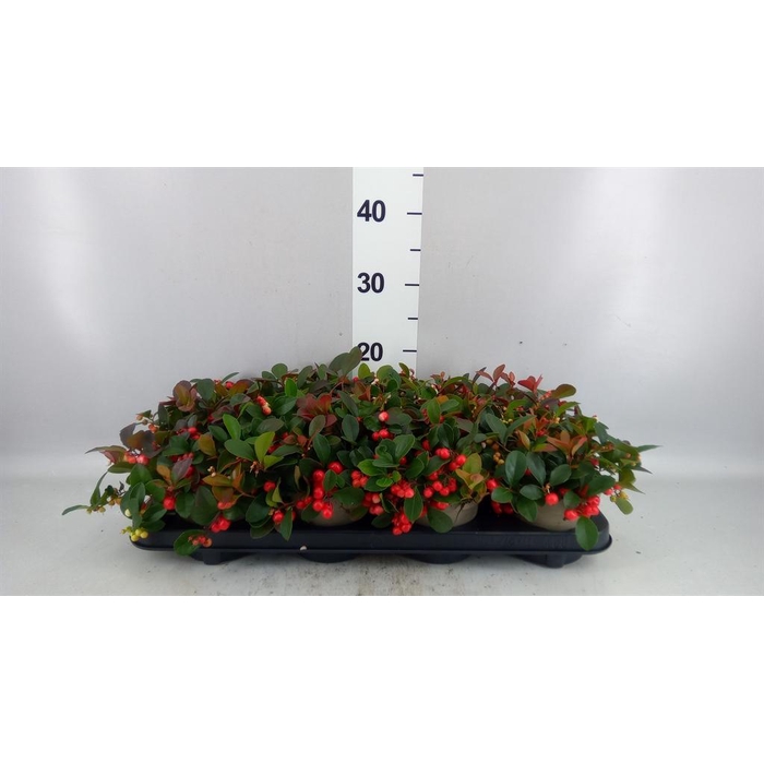 <h4>Gaultheria proc. 'Ciao Bella Red'</h4>