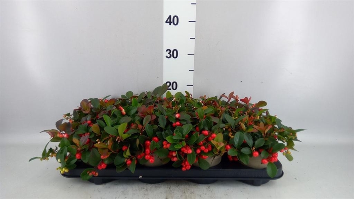 Gaultheria proc. 'Ciao Bella Red'