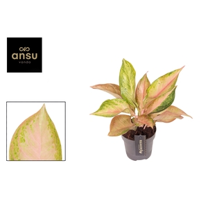 Aglaonema Guave Pink
