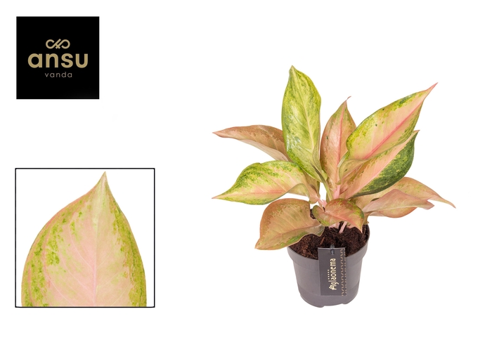 <h4>Aglaonema Guave Pink</h4>