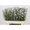 Aster Claudia