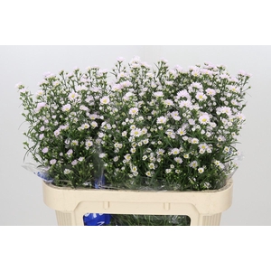 ASTER CLAUDIA
