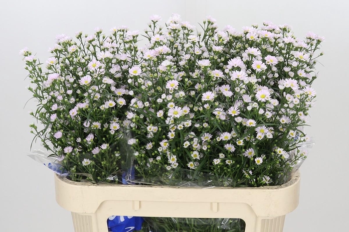 <h4>ASTER CLAUDIA</h4>