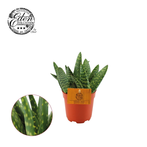 <h4>Aloe esculenta</h4>