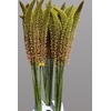 EREMURUS ORANGE PRIN