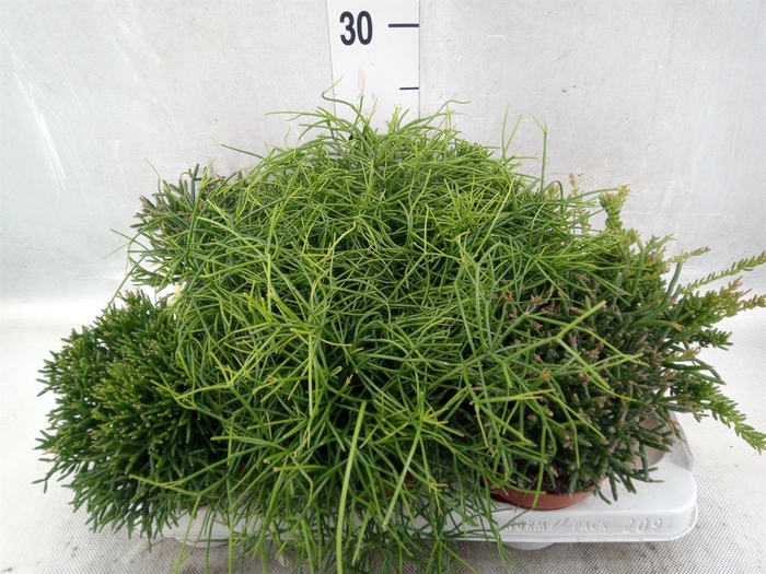 <h4>Rhipsalis   ...mix</h4>