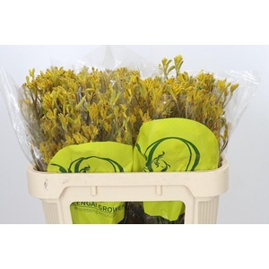 Anigozanthos Yellow Gem