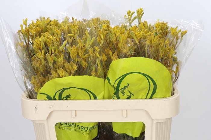 <h4>Anigozanthos Yellow Gem</h4>