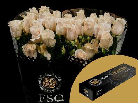 <h4>R Gr Vendela Box</h4>