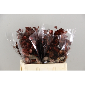 DF Lunaria Bs Red