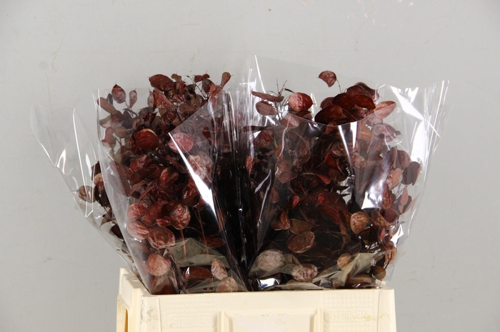 <h4>DF Lunaria Bs Red</h4>