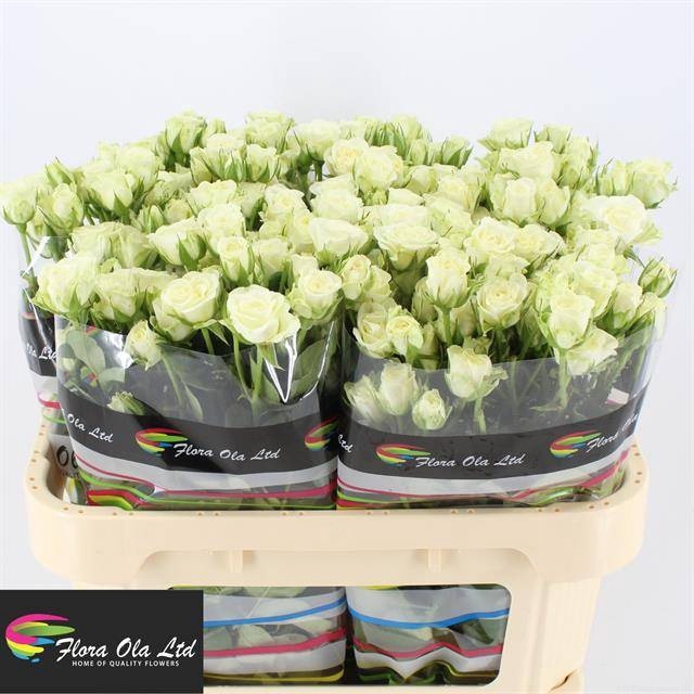 <h4>R Tr Snowflake Flora Ola</h4>