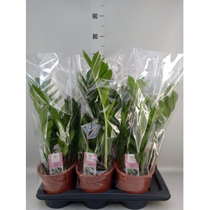 Zamioculcas zamiifolia 'Pixie'