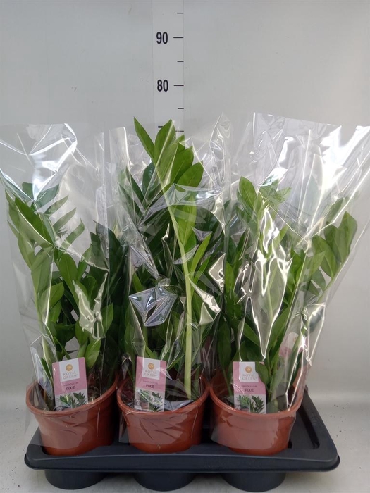 <h4>Zamioculcas zamiifolia 'Pixie'</h4>