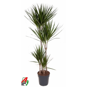 Dracaena Marginata 90-60-30-15