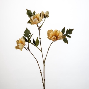 AF Helleborus x4 L79cm L. ye