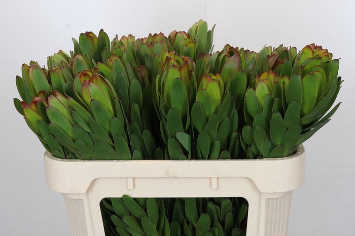 <h4>Leucadendron Goldstrike</h4>