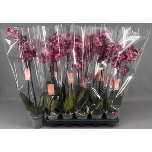 PHAL OV