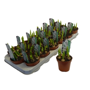 ORNITHOGALUM BALANSEA P9