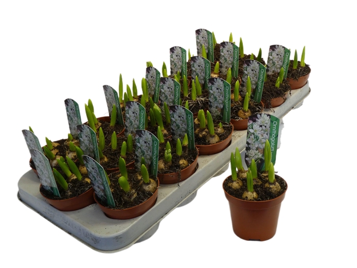 <h4>ORNITHOGALUM BALANSEA P9</h4>