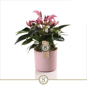Bari keramiek Pink - Zizou 12cm