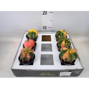 Gymnocalycium mihanov. 'Japan'  mix