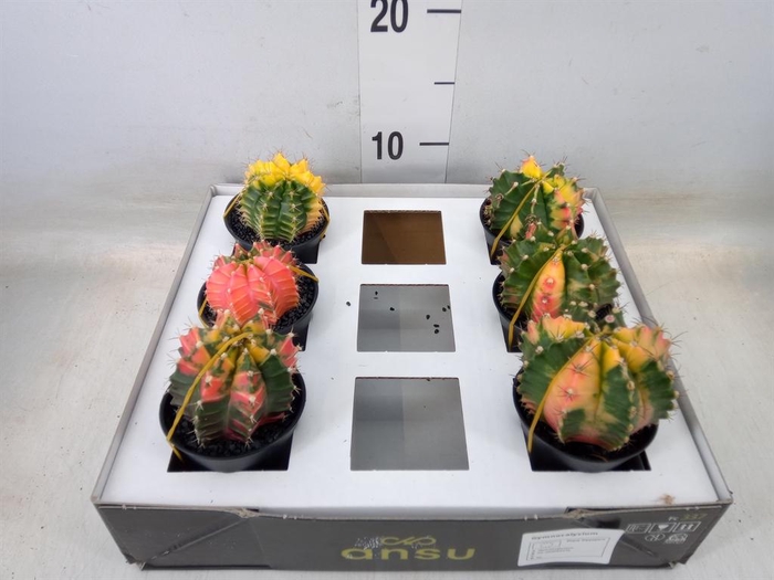 <h4>Gymnocalycium mihanov. 'Japan'  mix</h4>