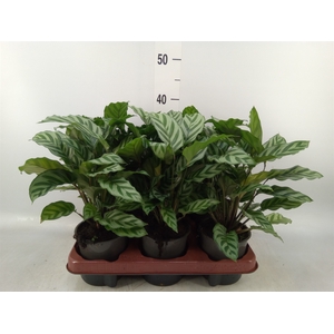Calathea  'Freddie'