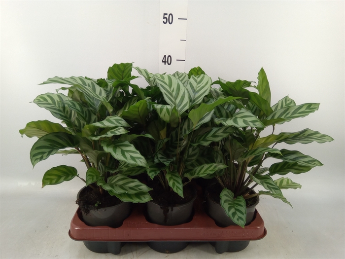<h4>Calathea  'Freddie'</h4>