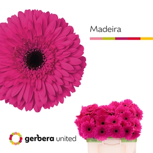 Gerbera Madeira Water