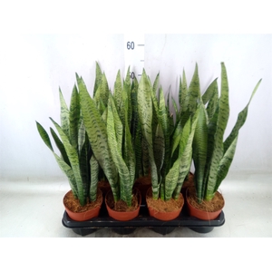 Sansevieria zeylanica