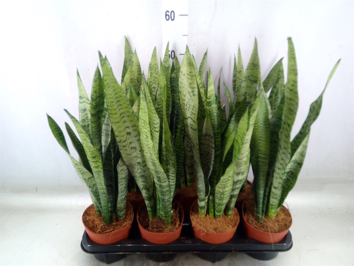 <h4>Sansevieria zeylanica</h4>