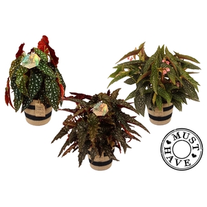 Maculata Mix 3 soorten in Jutte Mand MUST HAVE