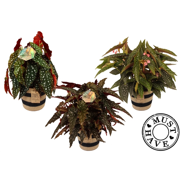 <h4>Maculata Mix 3 soorten in Jutte Mand MUST HAVE</h4>